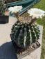 Preview: Acanthocalycium peitscherianum